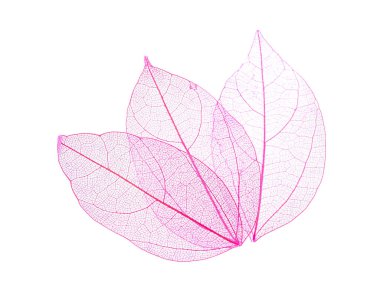 Güzel iskeletleşmiş yapraklar beyaz, üst manzara