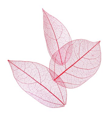 Güzel iskeletleşmiş yapraklar beyaz, üst manzara