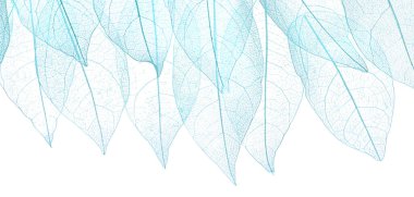 Güzel iskeletleşmiş yapraklar beyaz, üst manzara