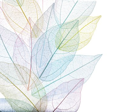 Güzel iskeletleşmiş yapraklar beyaz, üst manzara