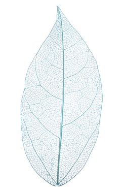 Güzel iskeletleşmiş yaprak beyaza izole edilmiş, üst manzara