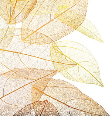 Güzel iskeletleşmiş yapraklar beyaz, üst manzara