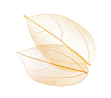 Güzel iskeletleşmiş yapraklar beyaz, üst manzara