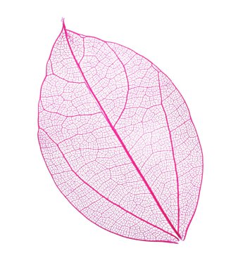 Güzel iskeletleşmiş yaprak beyaza izole edilmiş, üst manzara