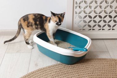 Şirin kedi, çöp kutusu ve yerde kepçe.