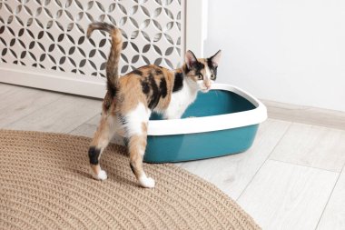 Şirin kedi ve kedi kumluğu.