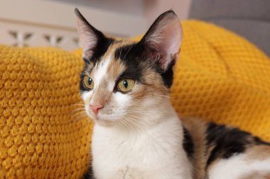 Sarı battaniyenin üzerinde dinlenen şirin bir kedi.