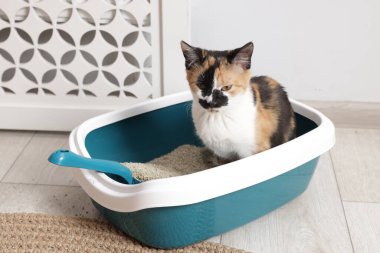 İçerideki çöp kutusunda oturan sevimli kedi.