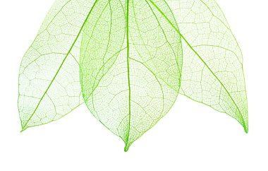 Güzel iskeletleşmiş yapraklar beyaz, üst manzara