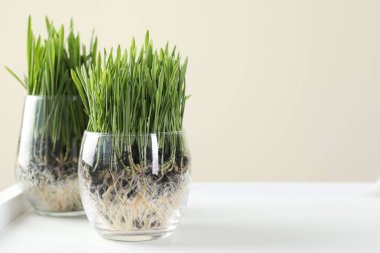 Beyaz raftaki şeffaf çömleklerdeki buğday çimenleri bej arka planda, yakın plan. Metin için boşluk