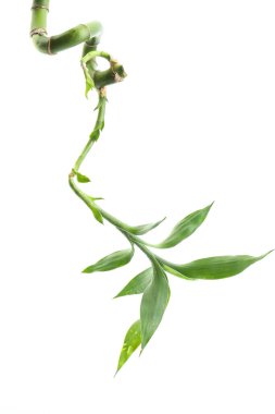 Beyaz yapraklı yeşil bambu sapı