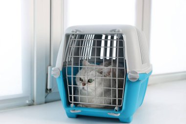 Evcil hayvan taşıyıcısının içinde sevimli bir kedi var.