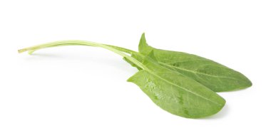 Taze yeşil kuş yaprakları beyaz üzerinde izole.