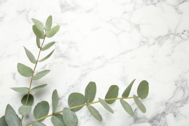 Beyaz mermer zemin üzerinde taze yaprakları olan okaliptüs dalları, düz uzanmış.