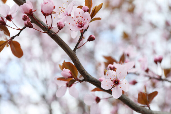 Красивая цветущая вишневая слива с розовыми цветами на открытом воздухе, крупным планом