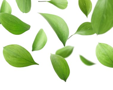 Beyaz arka planda uçuşan bir sürü taze yeşil yaprak