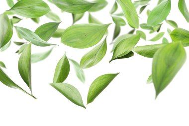 Beyaz arka planda uçuşan bir sürü taze yeşil yaprak