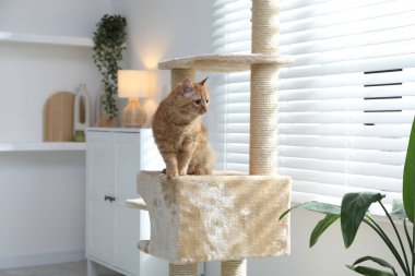 Evcil hayvan ağacındaki sevimli kedi.