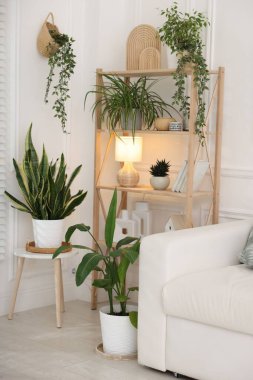 Ev bitkileri ve farklı ev dekorasyonu olan raf ünitesi.
