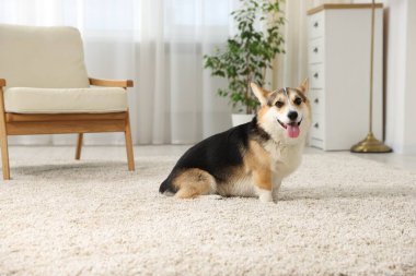 Evdeki şirin Galli Corgi. Sevimli hayvan