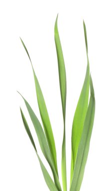 Beyaz çimenlerin üzerinde yeşil yapraklar