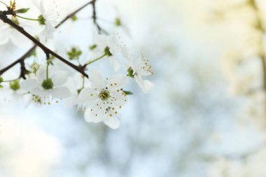 Güzel çiçek açan erik ağacı, açık havada beyaz çiçekler, yakın plan. Metin için boşluk