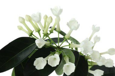 Beyaz tomurcukları olan güzel yasemin bitkisi.