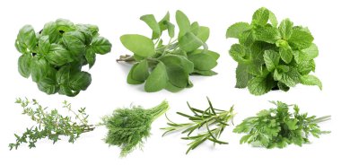 Beyaz arka planda farklı aromatik otlar, kolaj