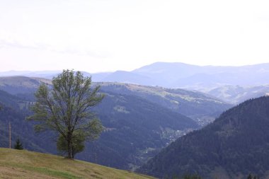 Gökyüzünün altındaki ormanların güzel manzarası
