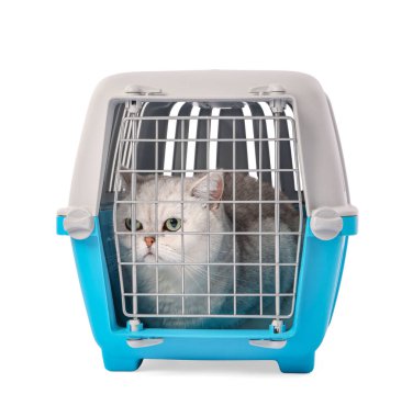 Evcil hayvan taşıyıcısındaki şirin kedi beyazda izole edilmiş.