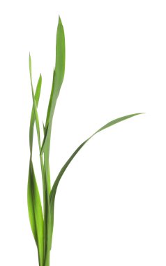 Beyaz çimenlerin üzerinde yeşil yapraklar