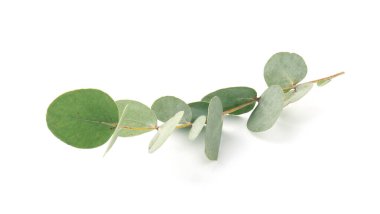 Beyaz yapraklı okaliptüs dalı