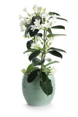 Beyaz tenceredeki güzel yasemin bitkisi.