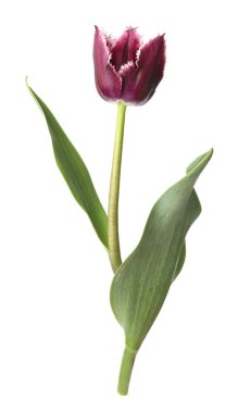 Bir güzel renkli lale beyazda izole edilmiş.