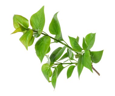 Beyaz leylak bitkisinin bir dalı.