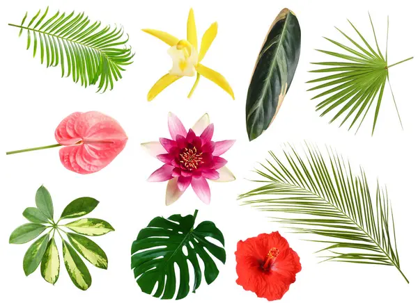 Beyaz arka planda farklı tropikal yapraklar ve çiçekler, set