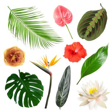 Beyaz arka planda farklı tropikal yapraklar ve çiçekler, set
