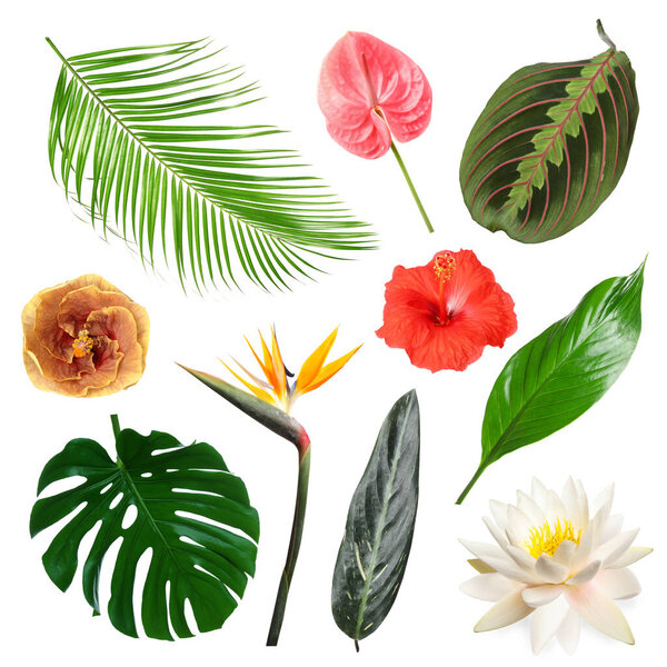 Различные тропические листья и цветы на белом фоне, набор