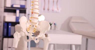 Klinikteki insan omurga modeli, kamera yükseliyor. Metin için boşluk