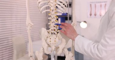 Doktor klinikteki insan iskeleti modelinin farklı kısımlarını gösteriyor. Kamera yükseliyor.