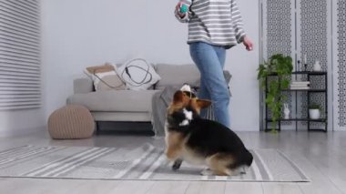 Oyuncağı olan bir kadın köpeğini evde eğitiyor.