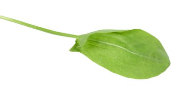 Bir taze yeşil kuş yaprağı beyaza izole edilmiş.