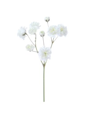 Beyaz arka planda güzel narin çigila çiçeği