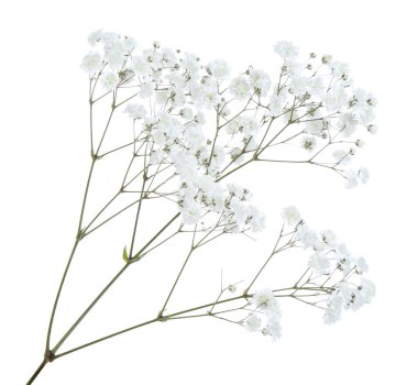 Beyaz arka planda güzel narin çigila çiçeği