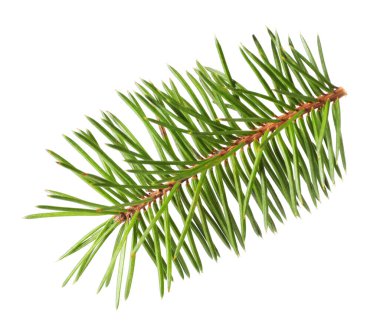 Güzel çam ağacı dalı beyazda izole edilmiş.