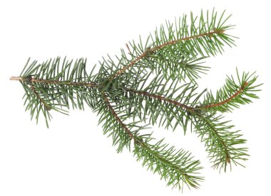 Güzel çam ağacı dalı beyaza izole edilmiş.