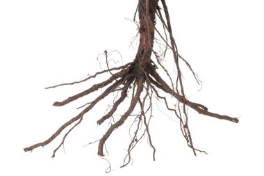 Kökleri beyaza ayrılmış bir bitki.