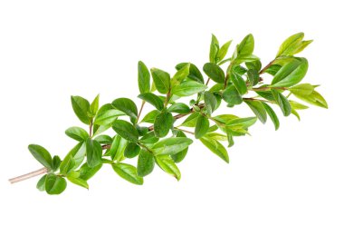Boxwood bitkisinin beyaz üzerine izole edilmiş dalı