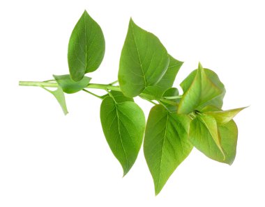 Beyaz leylak bitkisinin bir dalı.