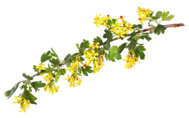 Frenk üzümü dalları ve beyaz çiçekli.